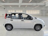  Fiat  Panda FIAT  / 2011 / 5P / BERLINA 1.0 70CV SeS HYBRID #7